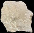 Ordovician Bryozoans (Pseudohornea) Plate - Estonia #50017-1